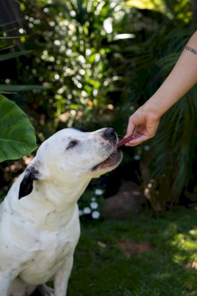 Dog Biccies - Beef & beetdog