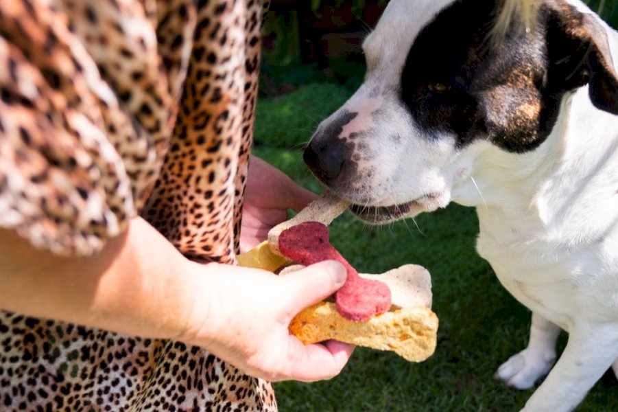 Dog Biccies - Mixed bagdog